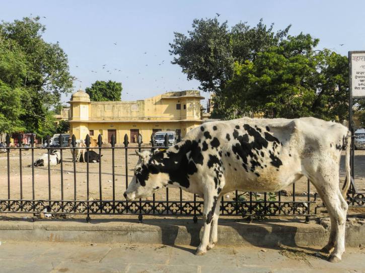 Cow in India Streets